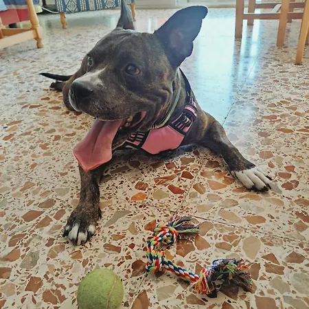 Amanecer Viendo Tabarca Vistas Al Mar * سانتا بولا